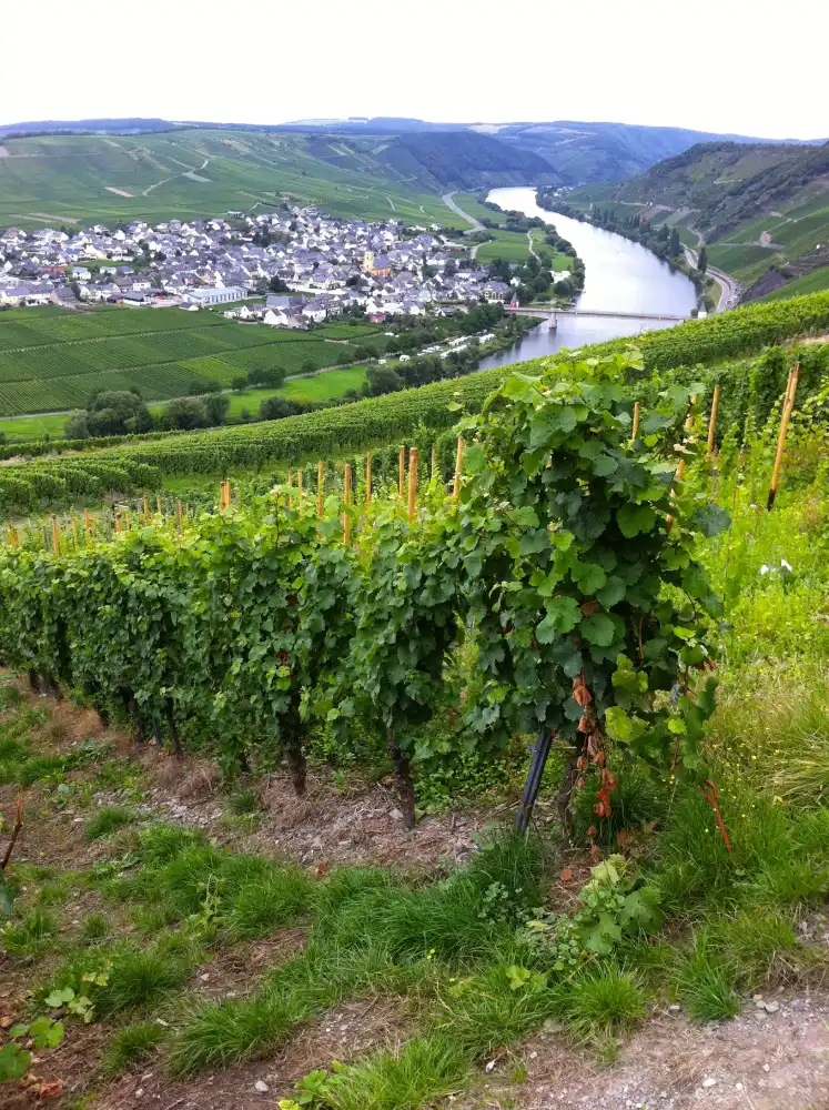 Weinlandschaft am Rhein aus der Luft